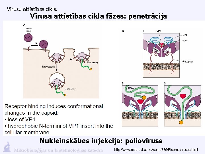 Vīrusu attīstības cikls. Vīrusa attīstības cikla fāzes: penetrācija Nukleīnskābes injekcija: poliovīruss http: //www. mcb.