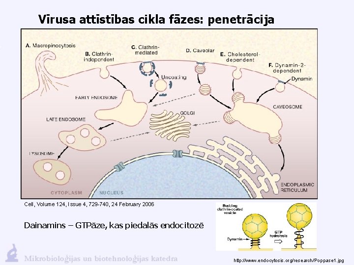 Vīrusa attīstības cikla fāzes: penetrācija Cell, Volume 124, Issue 4, 729 -740, 24 February