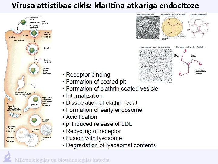 Vīrusa attīstības cikls: klaritīna atkarīga endocitoze 