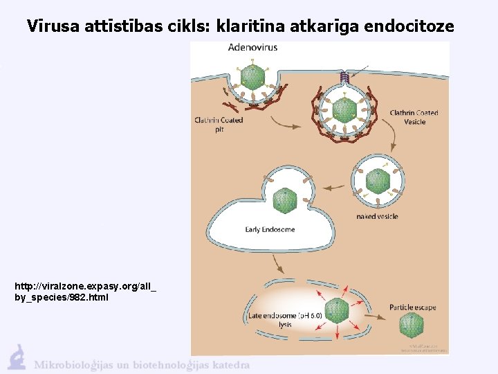 Vīrusa attīstības cikls: klaritīna atkarīga endocitoze http: //viralzone. expasy. org/all_ by_species/982. html 