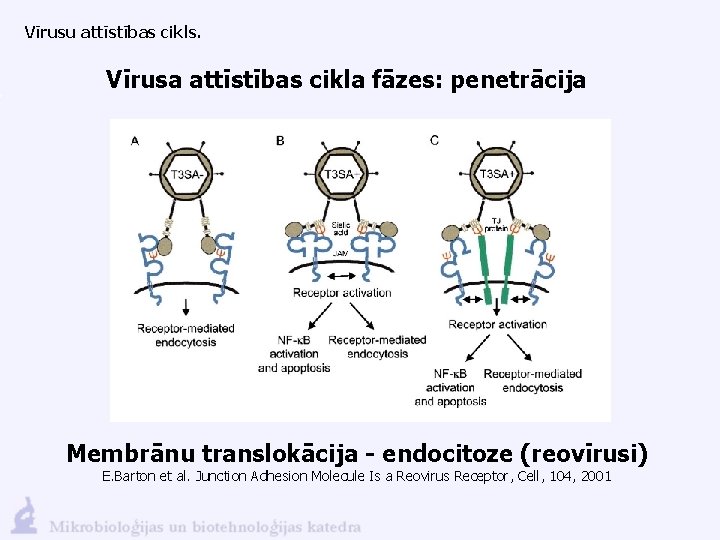 Vīrusu attīstības cikls. Vīrusa attīstības cikla fāzes: penetrācija Membrānu translokācija - endocitoze (reovīrusi) E.