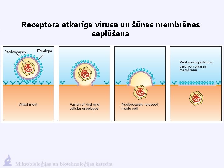 Receptora atkarīga vīrusa un šūnas membrānas saplūšana 