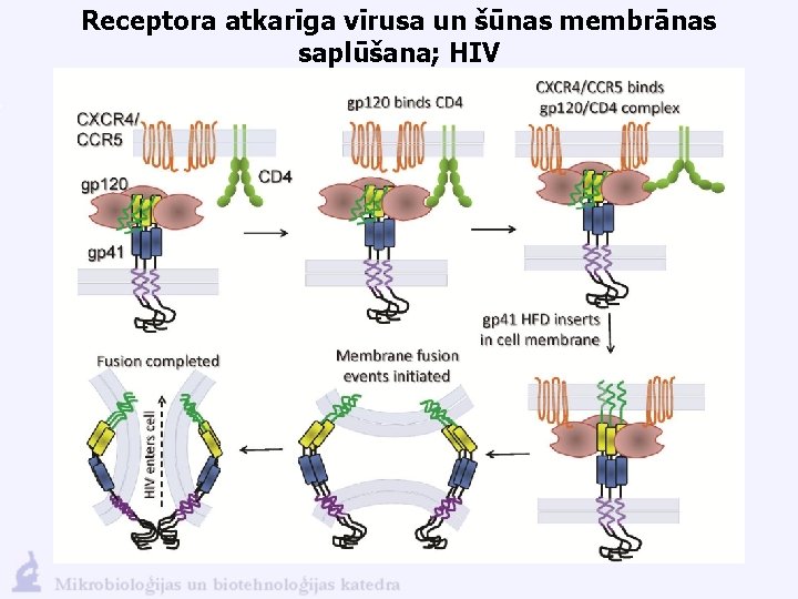 Receptora atkarīga vīrusa un šūnas membrānas saplūšana; HIV 