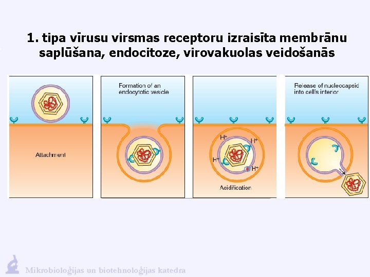 1. tipa vīrusu virsmas receptoru izraisīta membrānu saplūšana, endocitoze, virovakuolas veidošanās 