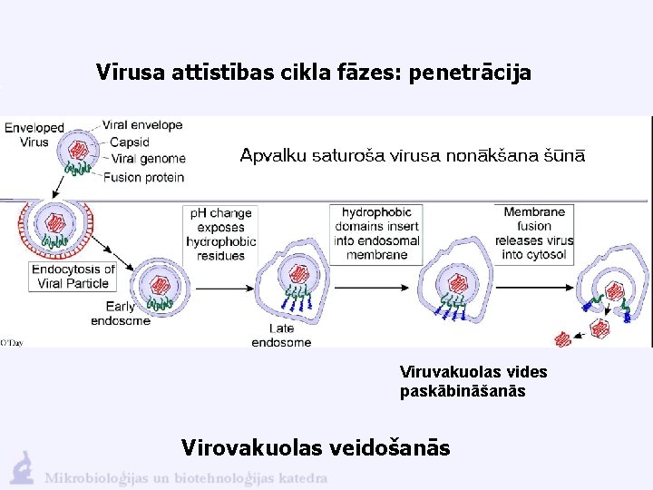 Vīrusa attīstības cikla fāzes: penetrācija Viruvakuolas vides paskābināšanās Virovakuolas veidošanās 