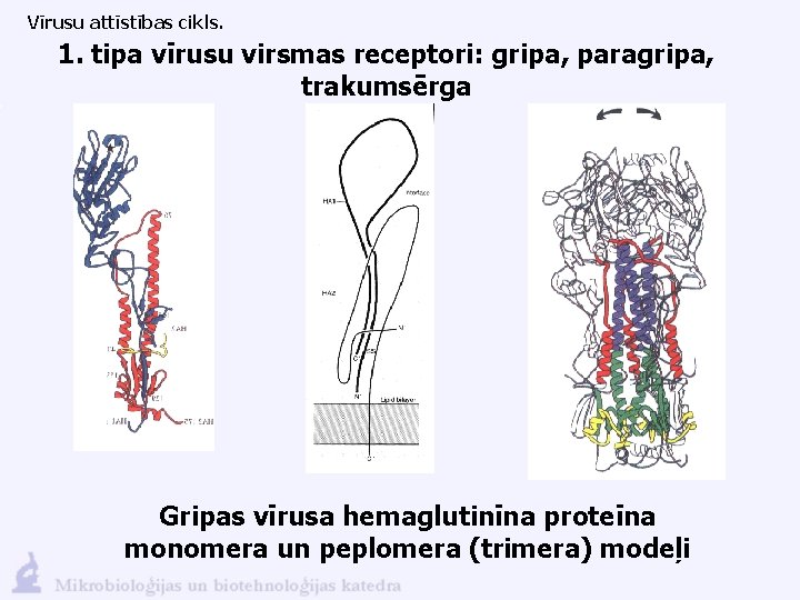 Vīrusu attīstības cikls. 1. tipa vīrusu virsmas receptori: gripa, paragripa, trakumsērga Gripas vīrusa hemaglutinīna