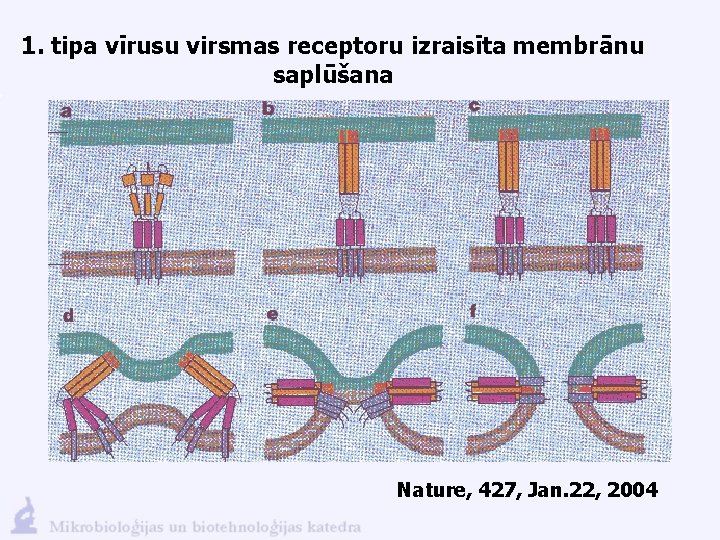 1. tipa vīrusu virsmas receptoru izraisīta membrānu saplūšana Nature, 427, Jan. 22, 2004 