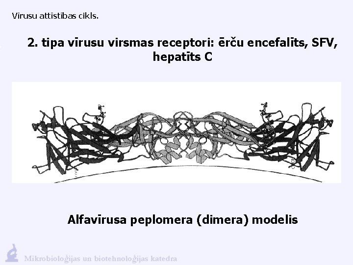 Vīrusu attīstības cikls. 2. tipa vīrusu virsmas receptori: ērču encefalīts, SFV, hepatīts C Alfavīrusa