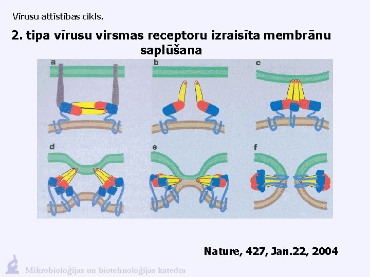 Vīrusu attīstības cikls. 2. tipa vīrusu virsmas receptoru izraisīta membrānu saplūšana Nature, 427, Jan.