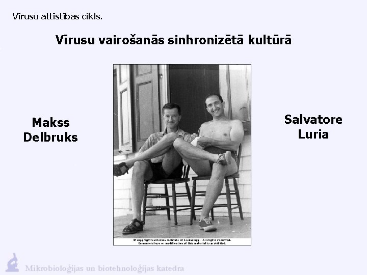 Vīrusu attīstības cikls. Vīrusu vairošanās sinhronizētā kultūrā Makss Delbruks Salvatore Luria 