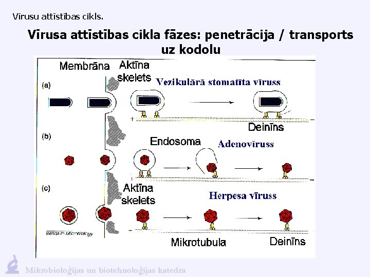 Vīrusu attīstības cikls. Vīrusa attīstības cikla fāzes: penetrācija / transports uz kodolu Vīrusu augšanas