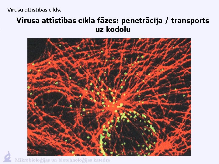 Vīrusu attīstības cikls. Vīrusa attīstības cikla fāzes: penetrācija / transports uz kodolu 