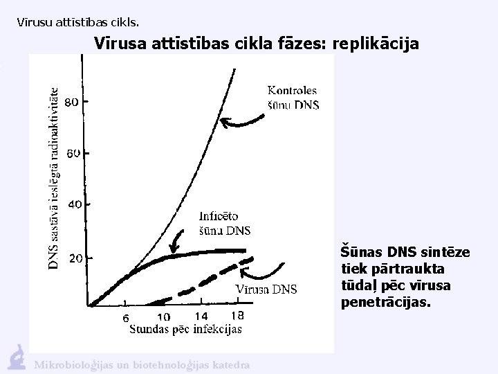 Vīrusu attīstības cikls. Vīrusa attīstības cikla fāzes: replikācija Šūnas DNS sintēze tiek pārtraukta tūdaļ