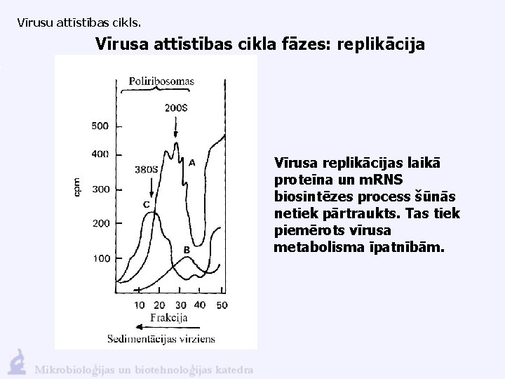 Vīrusu attīstības cikls. Vīrusa attīstības cikla fāzes: replikācija Vīrusa replikācijas laikā proteīna un m.