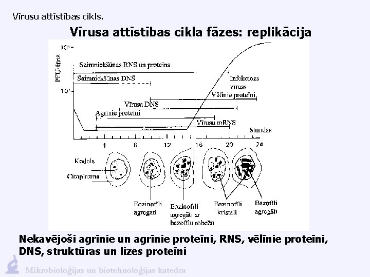 Vīrusu attīstības cikls. Vīrusa attīstības cikla fāzes: replikācija Nekavējoši agrīnie un agrīnie proteīni, RNS,