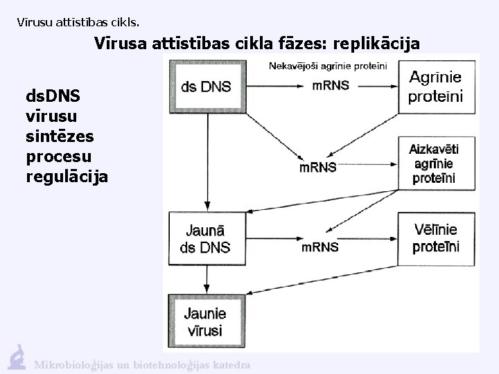 Vīrusu attīstības cikls. Vīrusa attīstības cikla fāzes: replikācija ds. DNS vīrusu sintēzes procesu regulācija