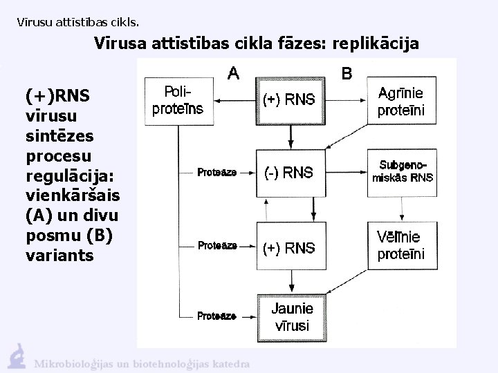 Vīrusu attīstības cikls. Vīrusa attīstības cikla fāzes: replikācija (+)RNS vīrusu sintēzes procesu regulācija: vienkāršais