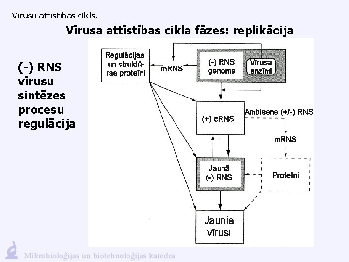 Vīrusu attīstības cikls. Vīrusa attīstības cikla fāzes: replikācija (-) RNS vīrusu sintēzes procesu regulācija