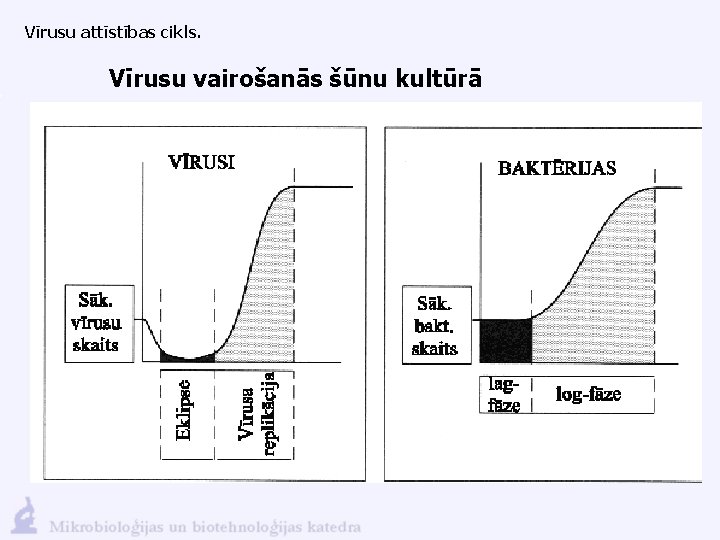 Vīrusu attīstības cikls. Vīrusu vairošanās šūnu kultūrā 