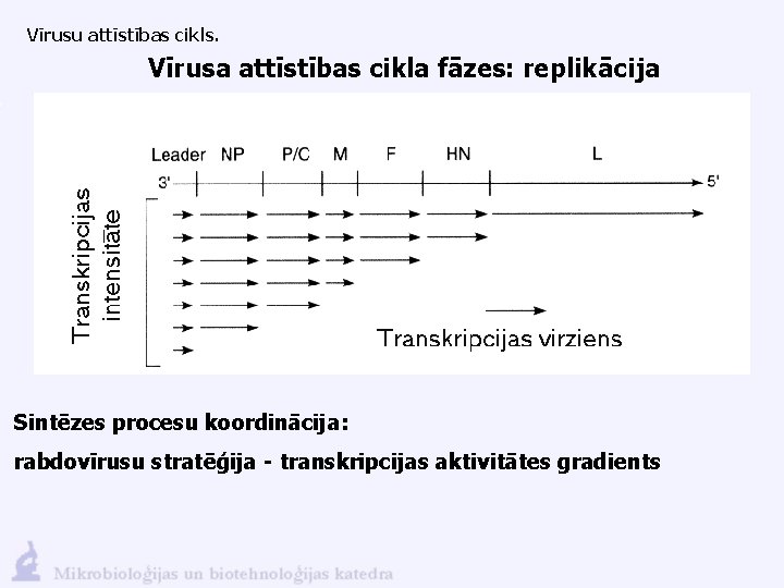 Vīrusu attīstības cikls. Vīrusa attīstības cikla fāzes: replikācija Sintēzes procesu koordinācija: rabdovīrusu stratēģija -