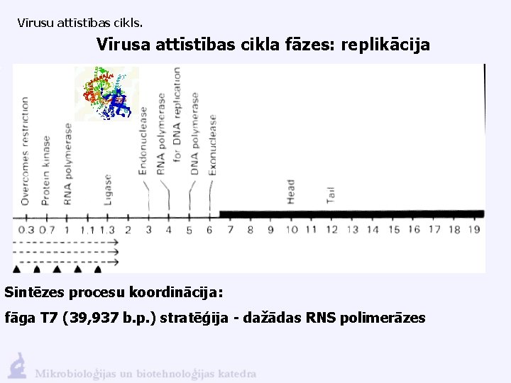 Vīrusu attīstības cikls. Vīrusa attīstības cikla fāzes: replikācija Sintēzes procesu koordinācija: fāga T 7