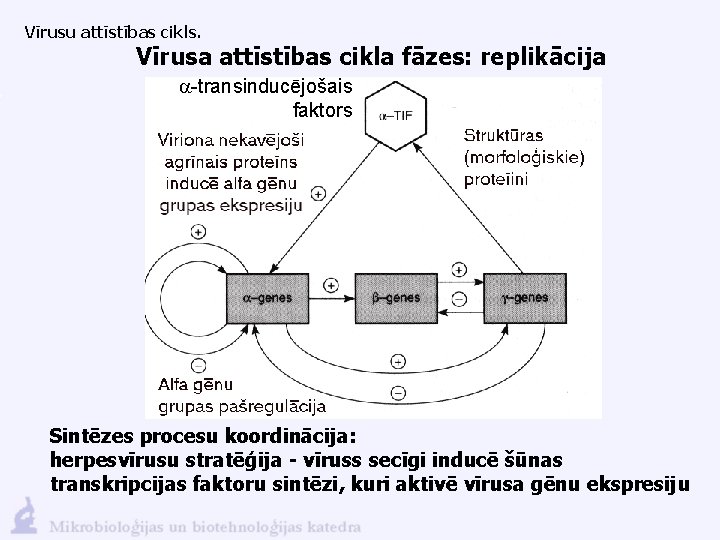 Vīrusu attīstības cikls. Vīrusa attīstības cikla fāzes: replikācija a-transinducējošais faktors Sintēzes procesu koordinācija: herpesvīrusu