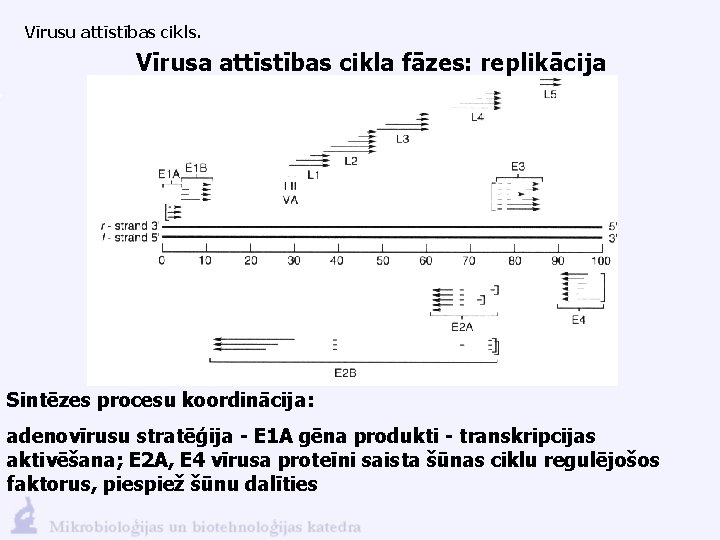 Vīrusu attīstības cikls. Vīrusa attīstības cikla fāzes: replikācija Sintēzes procesu koordinācija: adenovīrusu stratēģija -