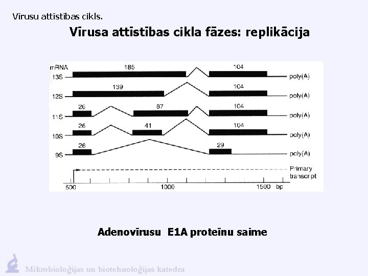 Vīrusu attīstības cikls. Vīrusa attīstības cikla fāzes: replikācija Adenovīrusu E 1 A proteīnu saime