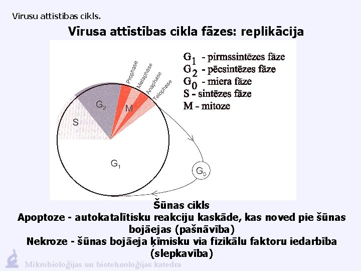 Vīrusu attīstības cikls. Vīrusa attīstības cikla fāzes: replikācija Šūnas cikls Apoptoze - autokatalītisku reakciju