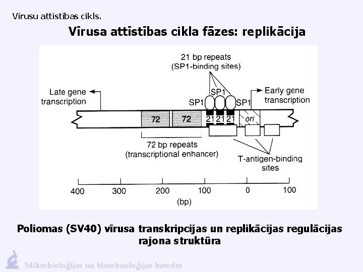 Vīrusu attīstības cikls. Vīrusa attīstības cikla fāzes: replikācija Poliomas (SV 40) vīrusa transkripcijas un