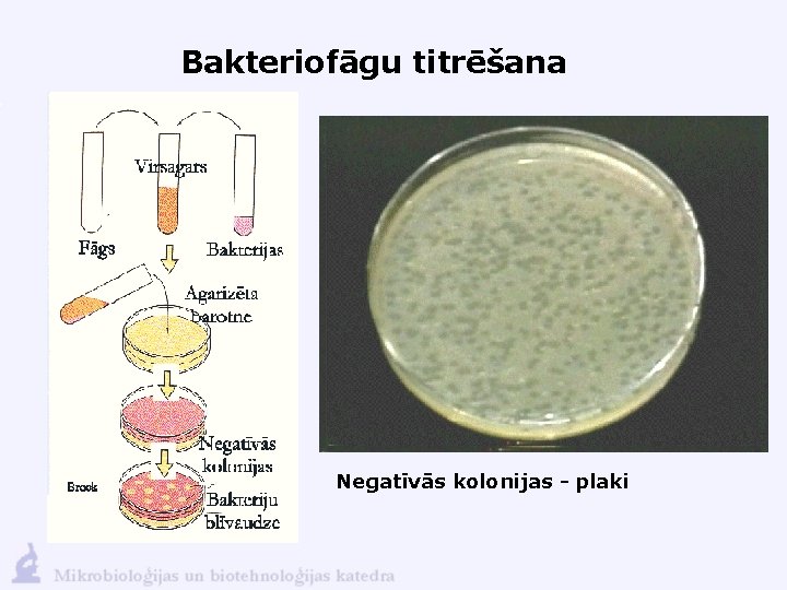 Bakteriofāgu titrēšana Negatīvās kolonijas - plaki 