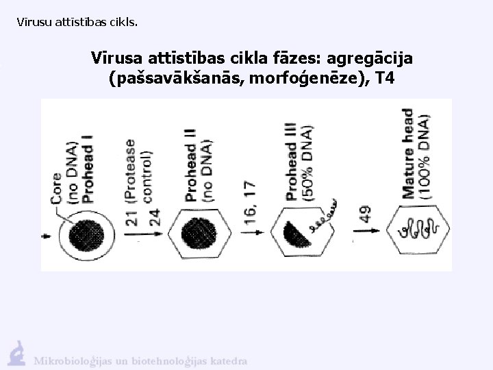 Vīrusu attīstības cikls. Vīrusa attīstības cikla fāzes: agregācija (pašsavākšanās, morfoģenēze), T 4 