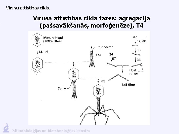 Vīrusu attīstības cikls. Vīrusa attīstības cikla fāzes: agregācija (pašsavākšanās, morfoģenēze), T 4 