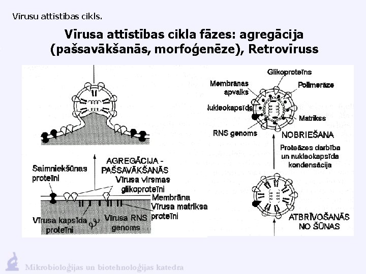 Vīrusu attīstības cikls. Vīrusa attīstības cikla fāzes: agregācija (pašsavākšanās, morfoģenēze), Retrovīruss 