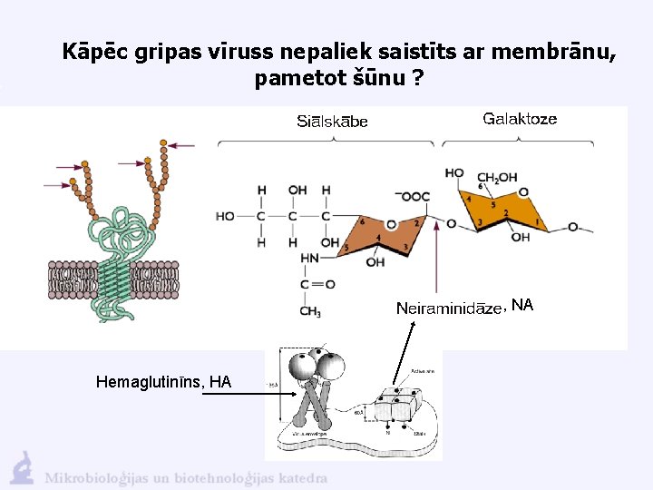 Kāpēc gripas vīruss nepaliek saistīts ar membrānu, pametot šūnu ? , NA Hemaglutinīns, HA