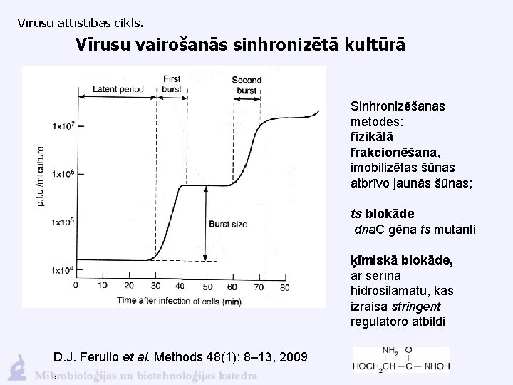 Vīrusu attīstības cikls. Vīrusu vairošanās sinhronizētā kultūrā Sinhronizēšanas metodes: fizikālā frakcionēšana, imobilizētas šūnas atbrīvo