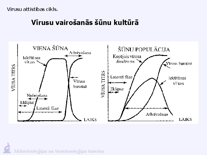 Vīrusu attīstības cikls. Vīrusu vairošanās šūnu kultūrā 