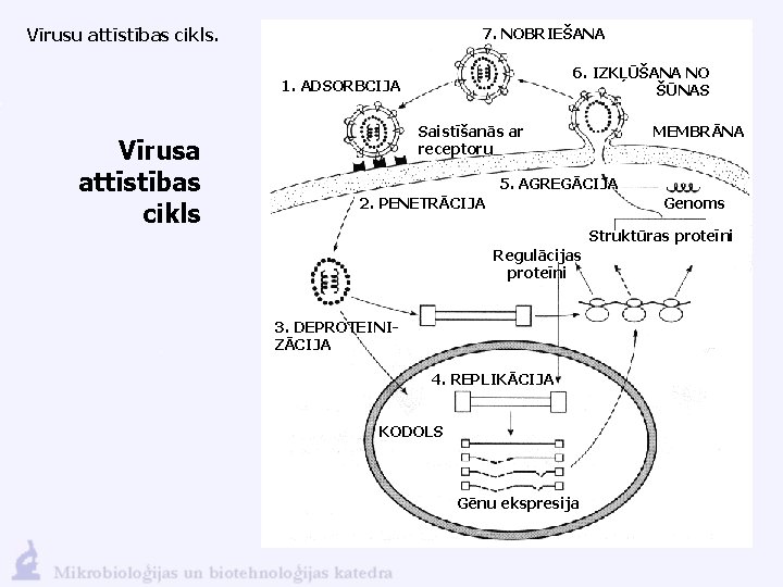 Vīrusu attīstības cikls. 7. NOBRIEŠANA 6. IZKĻŪŠANA NO ŠŪNAS 1. ADSORBCIJA Vīrusa attīstības cikls