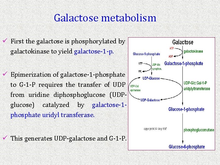 Galactose metabolism ü First the galactose is phosphorylated by galactokinase to yield galactose-1 -p