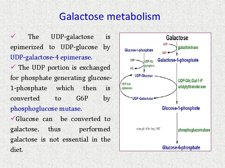 Galactose metabolism ü The UDP-galactose is epimerized to UDP-glucose by UDP-galactose-4 epimerase. ü The