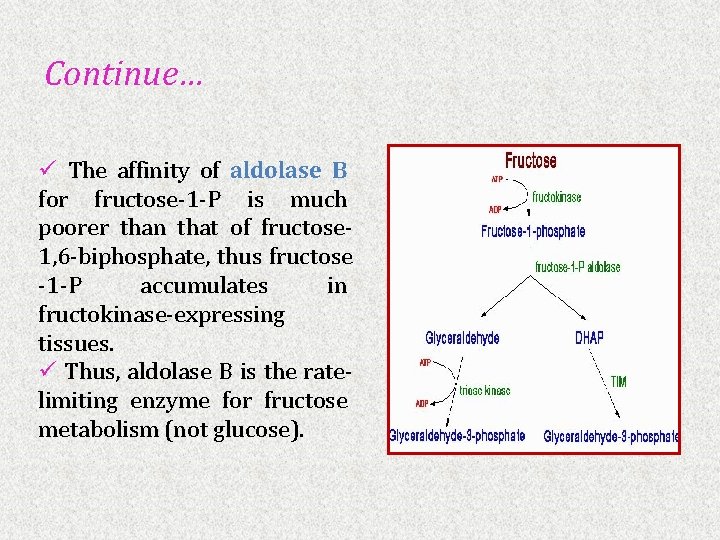 Continue… ü The affinity of aldolase B for fructose-1 -P is much poorer than