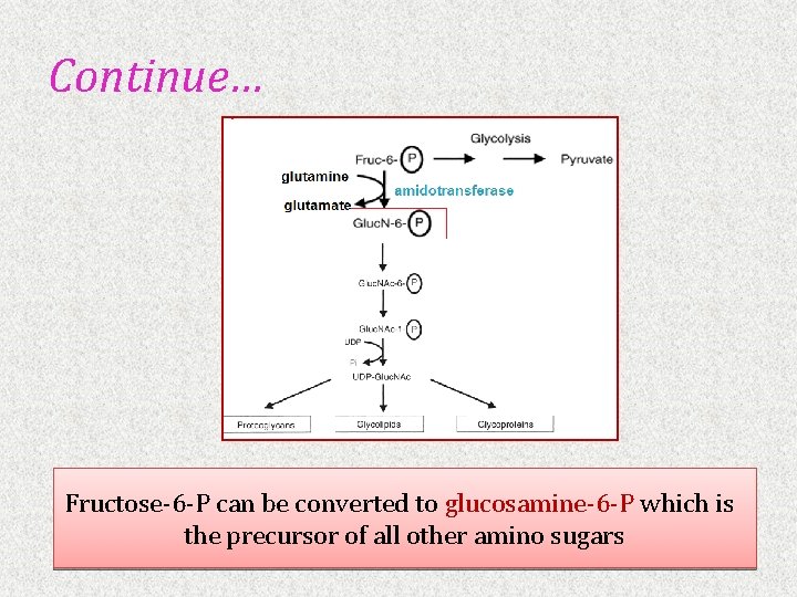 Continue… Fructose-6 -P can be converted to glucosamine-6 -P which is the precursor of
