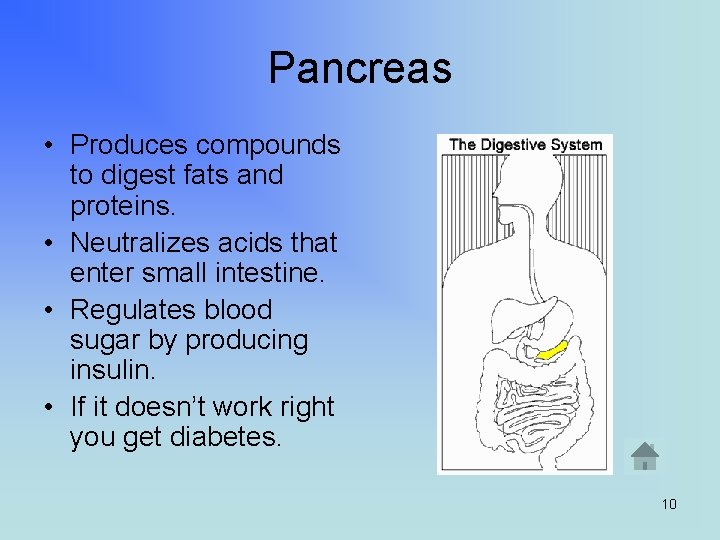 Pancreas • Produces compounds to digest fats and proteins. • Neutralizes acids that enter