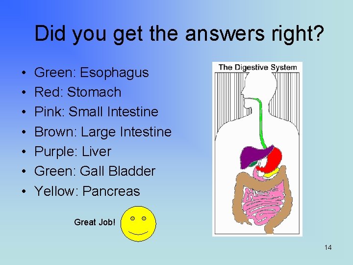 Did you get the answers right? • • Green: Esophagus Red: Stomach Pink: Small