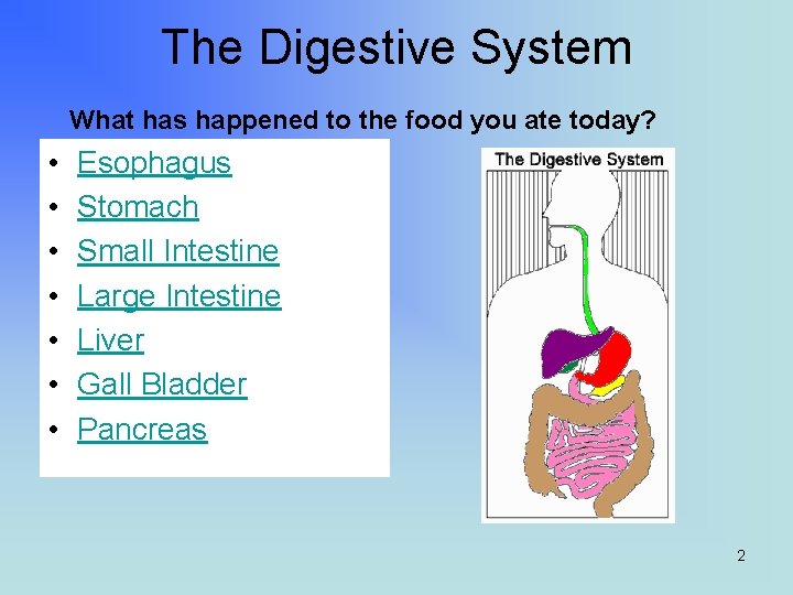 The Digestive System What has happened to the food you ate today? • •