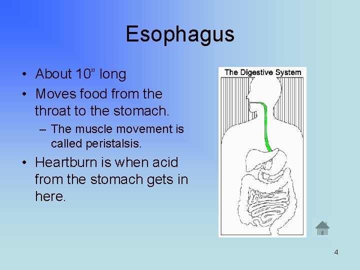 Esophagus • About 10” long • Moves food from the throat to the stomach.