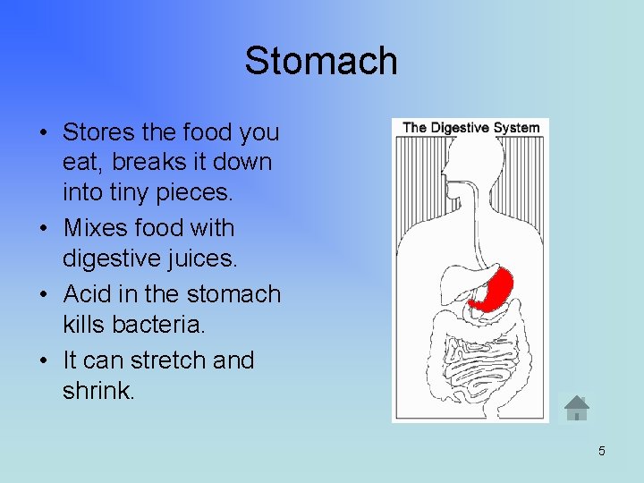 Stomach • Stores the food you eat, breaks it down into tiny pieces. •