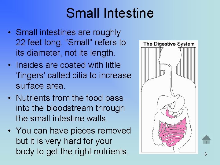 Small Intestine • Small intestines are roughly 22 feet long. “Small” refers to its