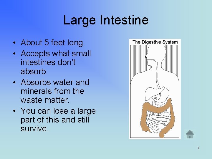 Large Intestine • About 5 feet long. • Accepts what small intestines don’t absorb.