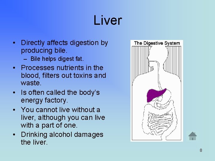 Liver • Directly affects digestion by producing bile. – Bile helps digest fat. •